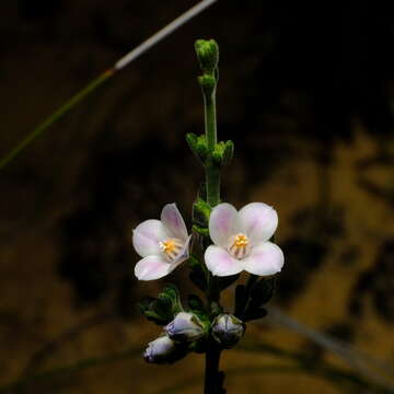 Cyanothamnus coerulescens subsp. spinescens (Benth.) Duretto & Heslewood的圖片