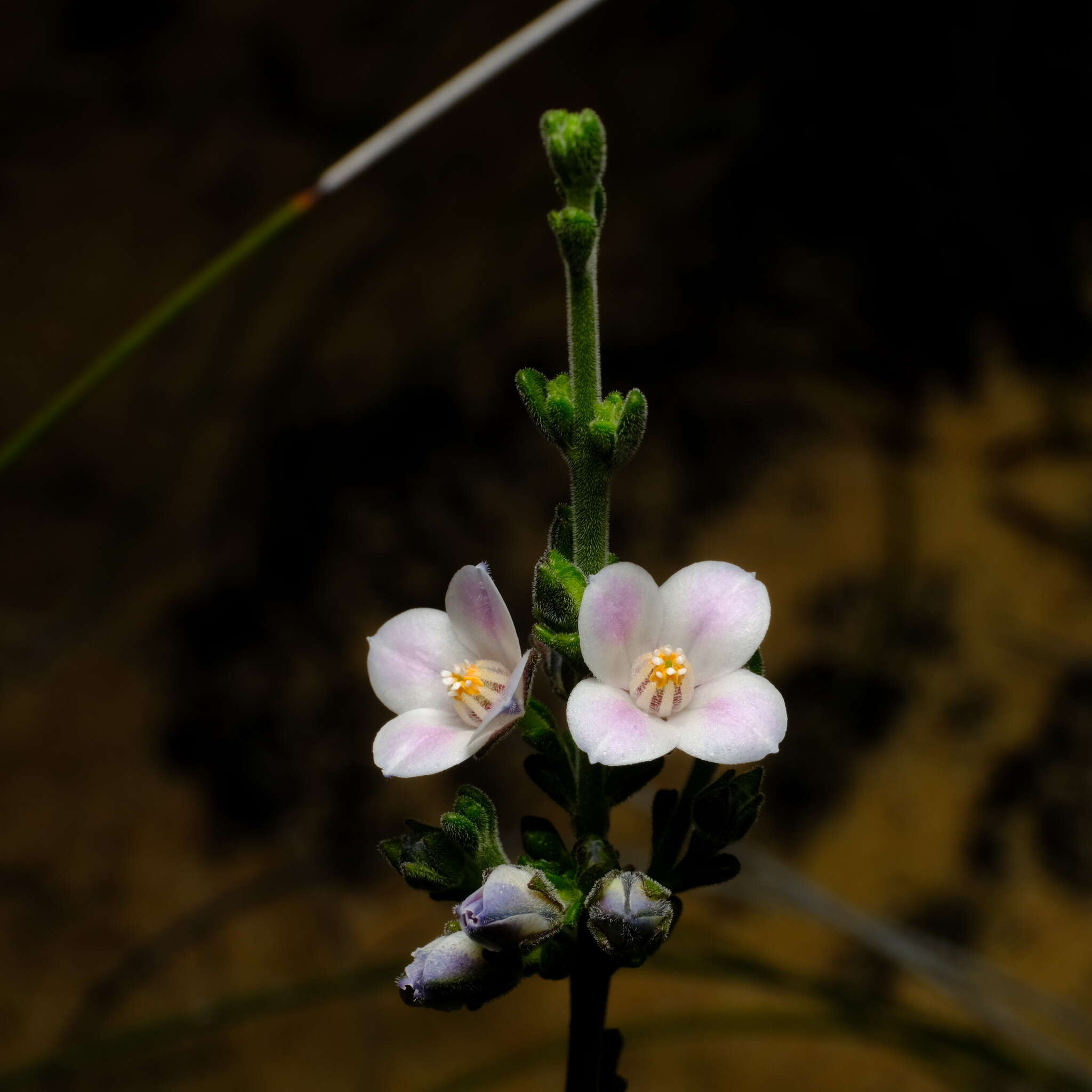 Image of Cyanothamnus coerulescens subsp. spinescens (Benth.) Duretto & Heslewood