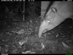 Image of Brazilian Tapir