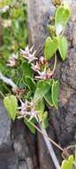 Image of Diplolepis boerhaviifolia (Hook. & Arn.) Liede & Rapini