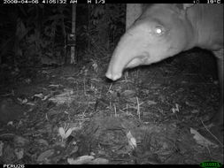 Image of Brazilian Tapir