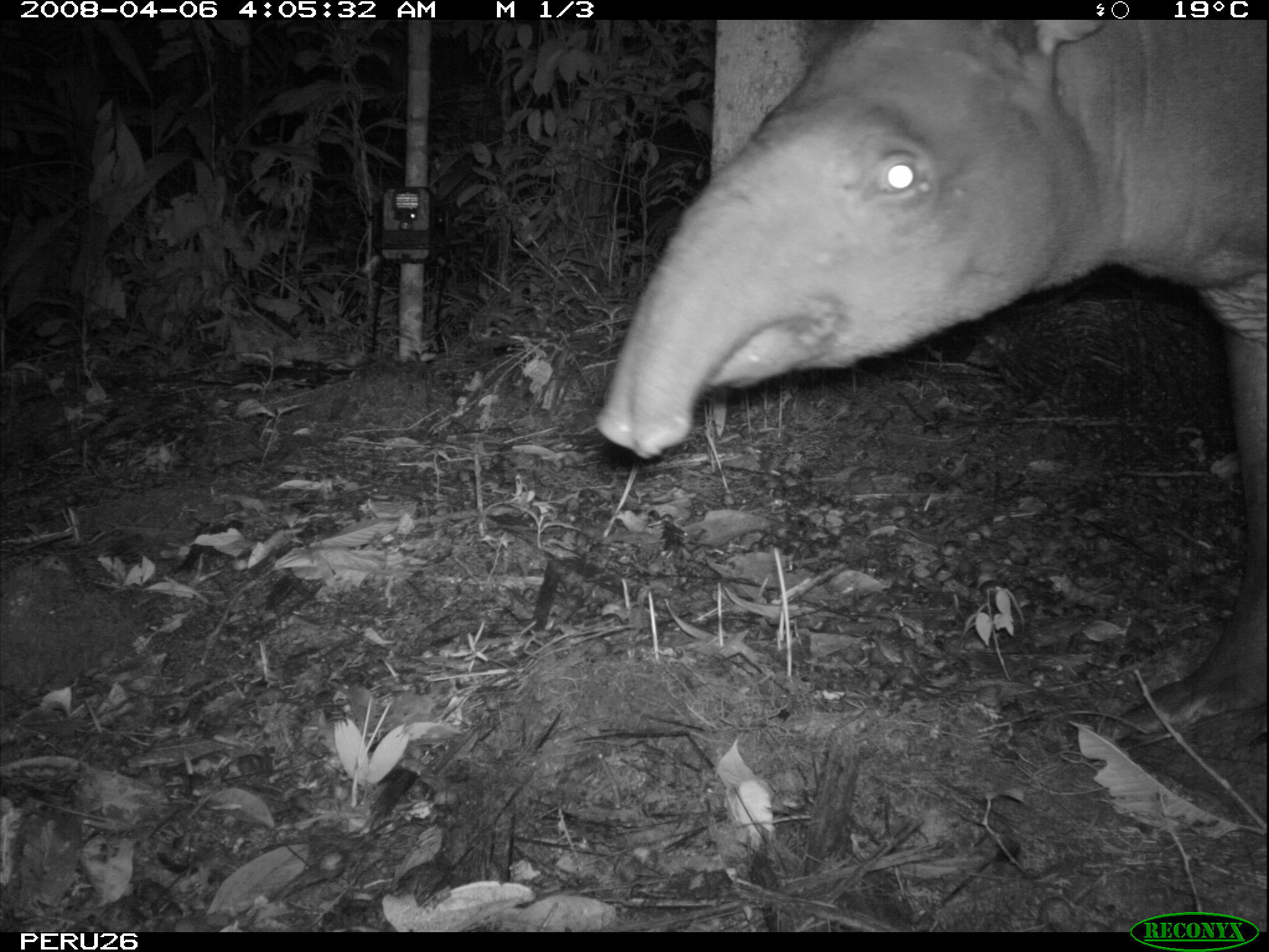 Image of Brazilian Tapir