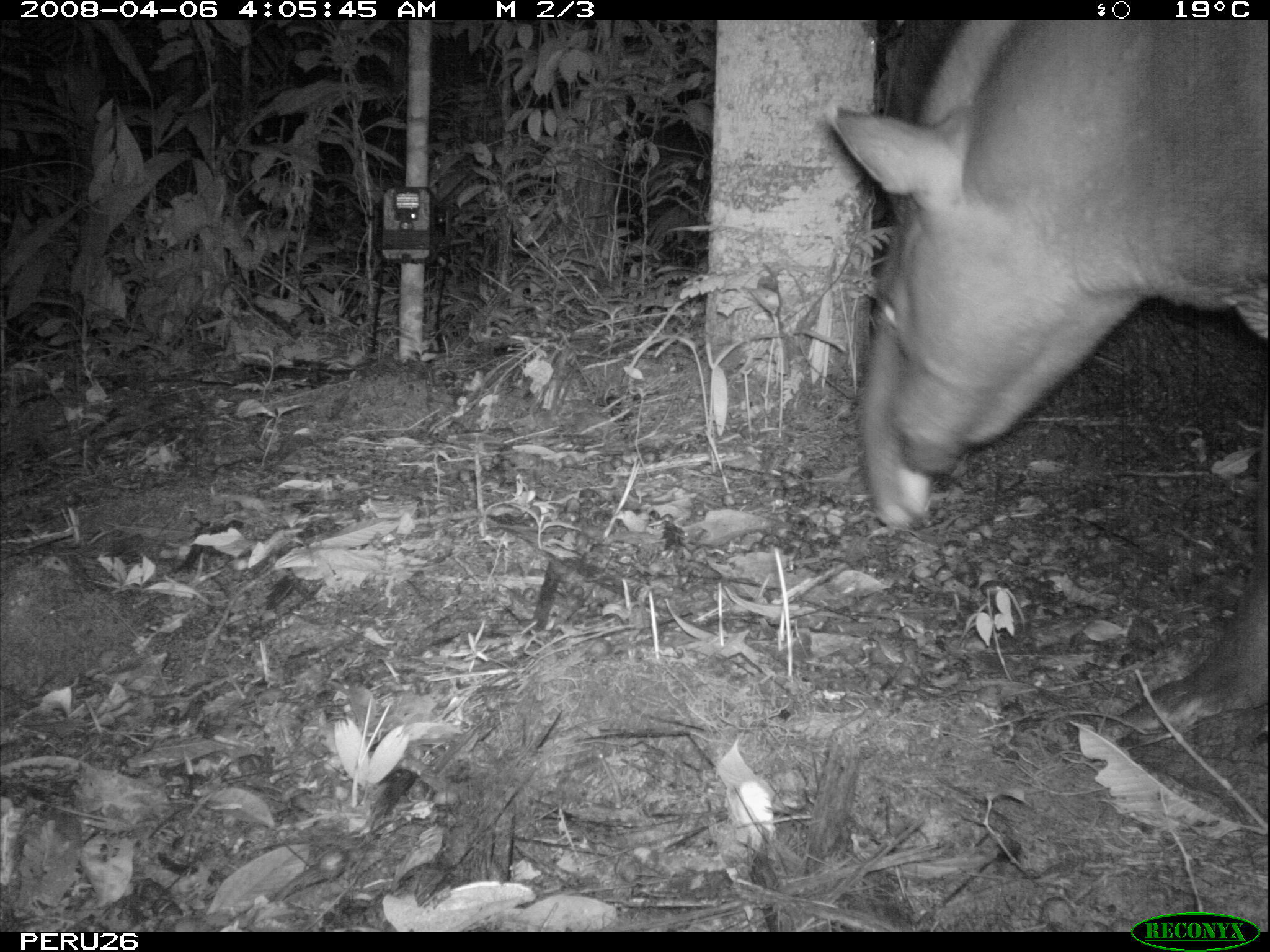 Image of Brazilian Tapir