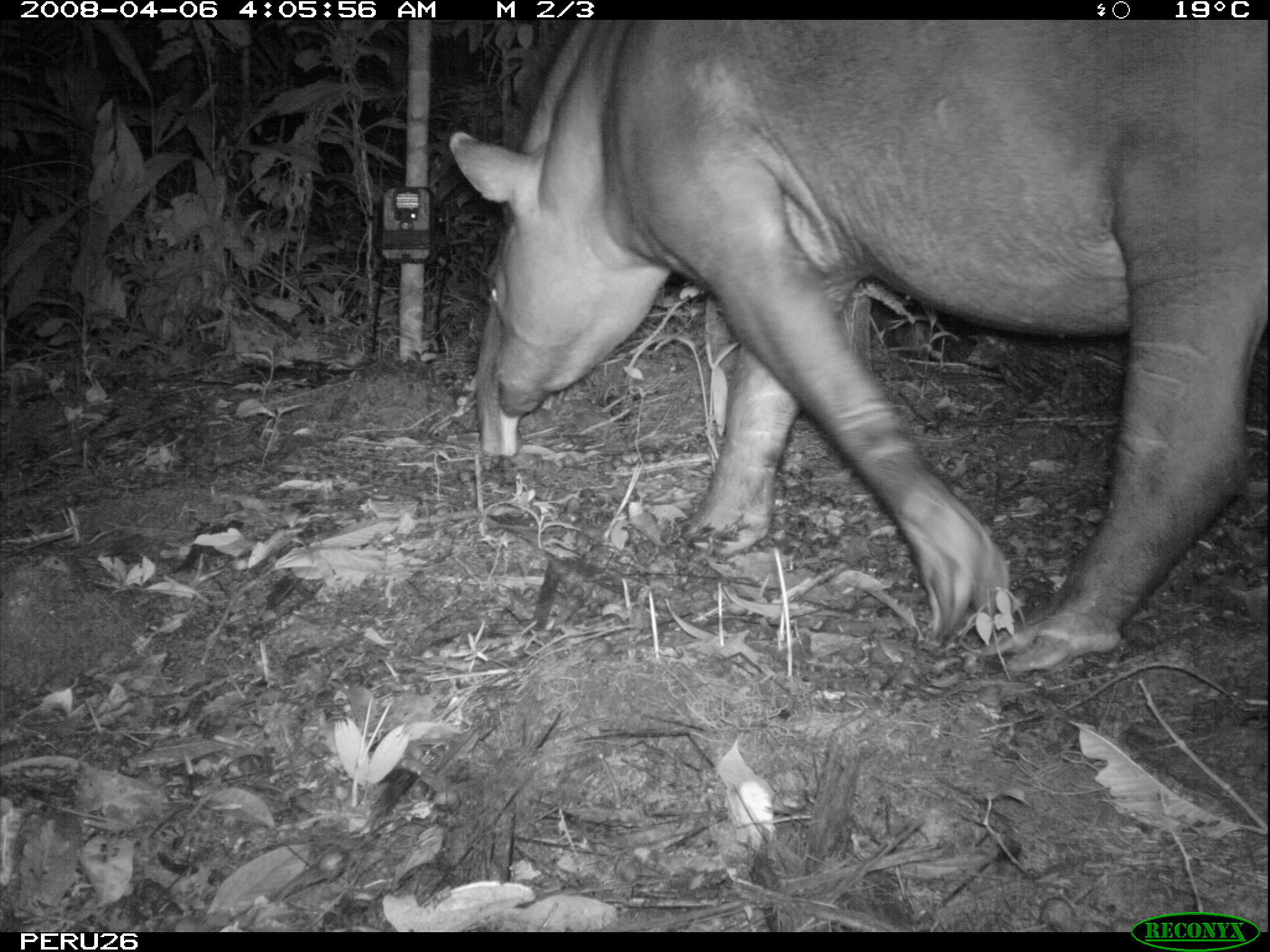 Image of Brazilian Tapir