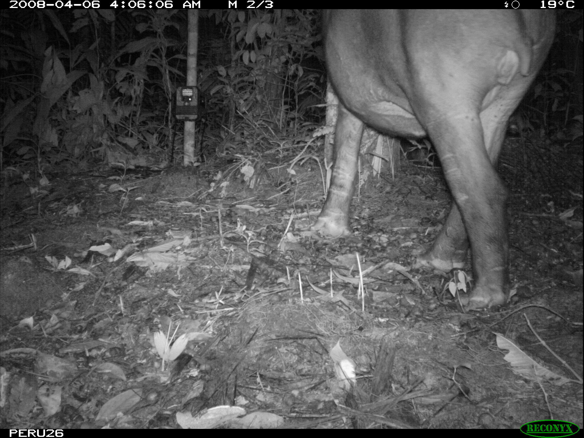 Image de Tapir D'Amérique