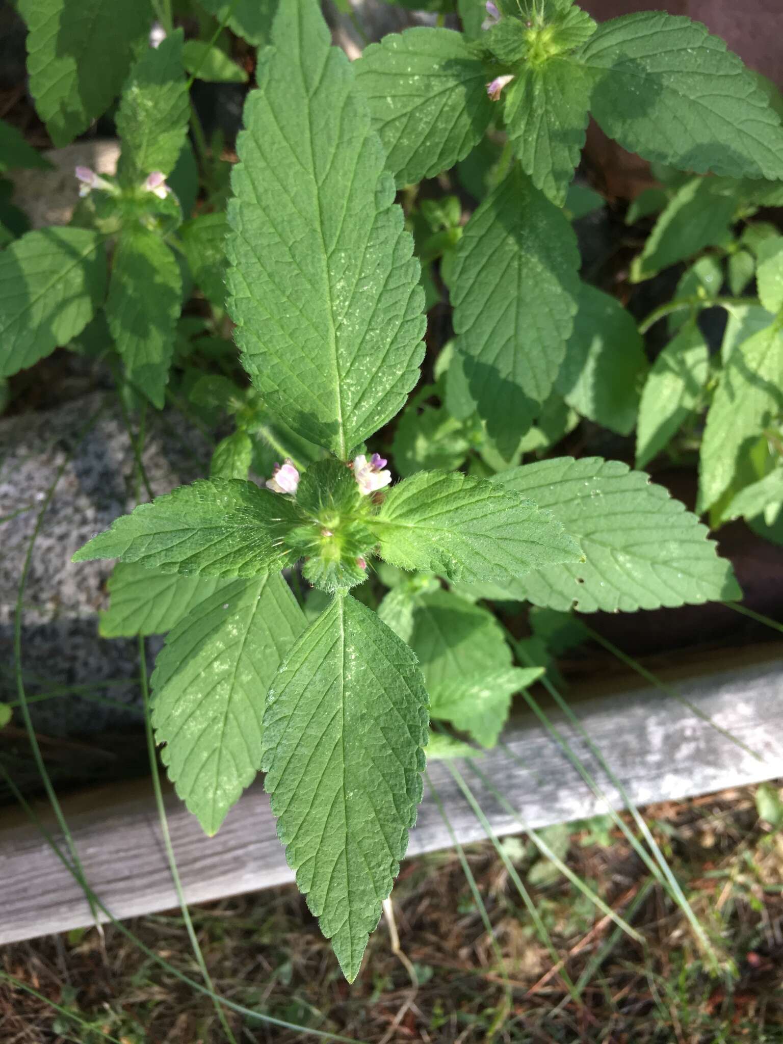 Image of Common hemp nettle