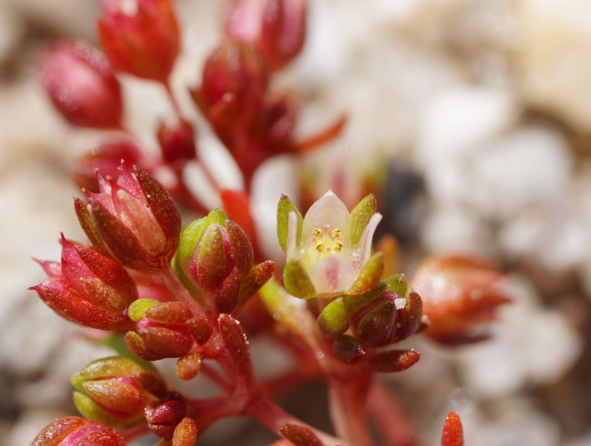 <i>Crassula <i>decumbens</i></i> var. decumbens resmi