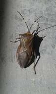 Pachylis laticornis (Fabricius 1798)的图像
