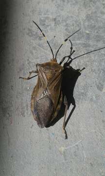 Pachylis laticornis (Fabricius 1798)的图像