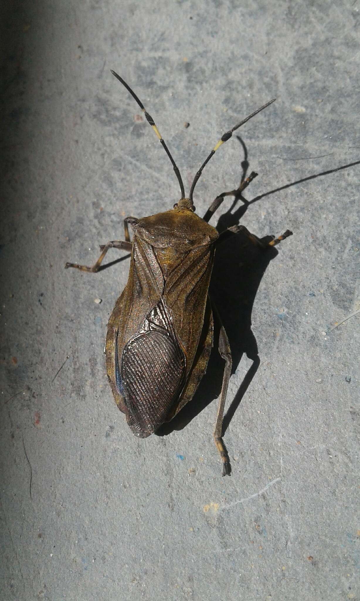 Pachylis laticornis (Fabricius 1798)的图像