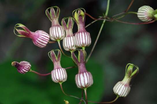 Image de Riocreuxia picta Schltr.