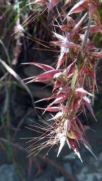 Themeda quadrivalvis (L.) Kuntze resmi