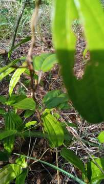 Image of Dioscorea analalavensis Jum. & H. Perrier