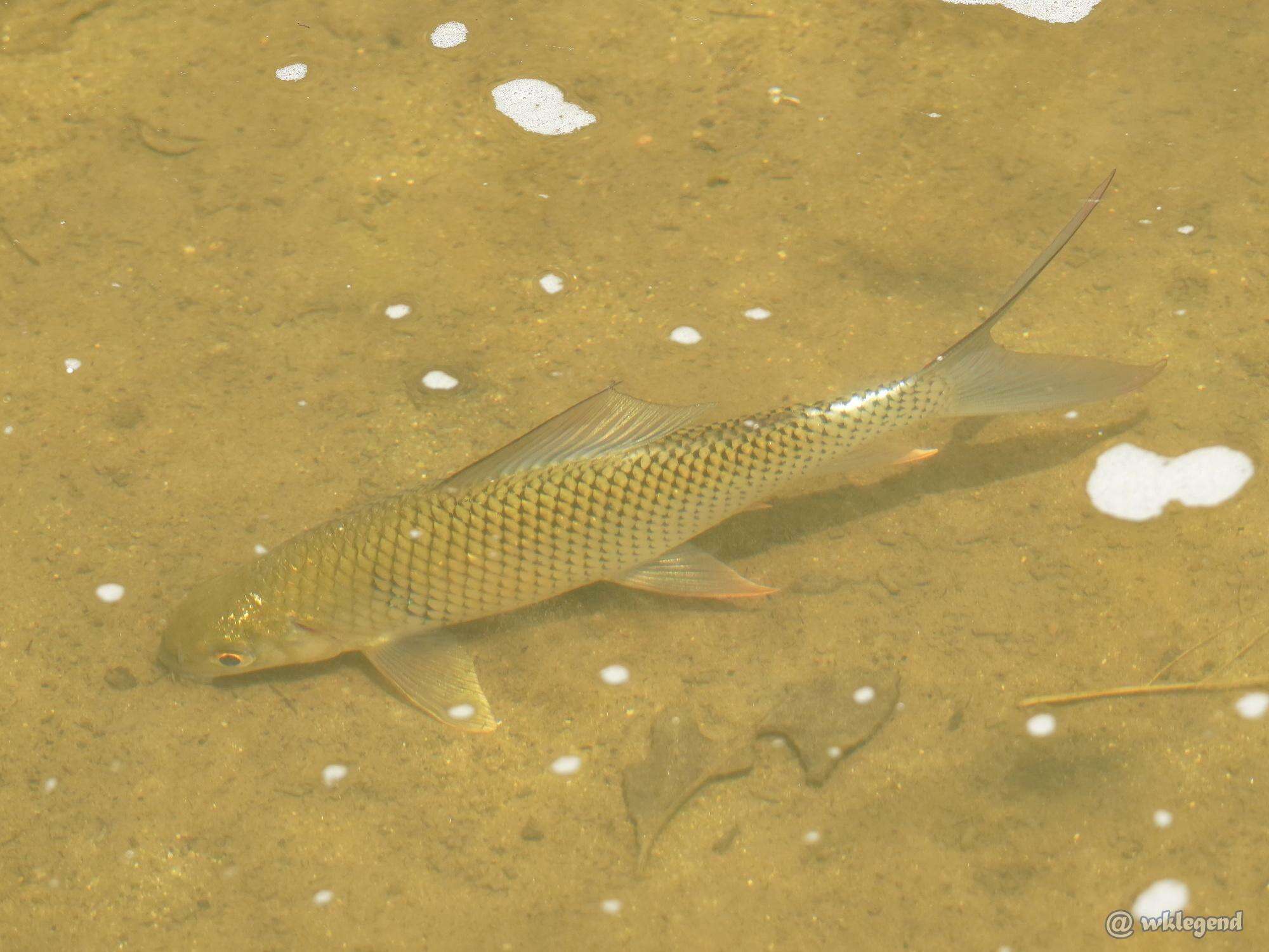 Plancia ëd Cirrhinus molitorella (Valenciennes 1844)