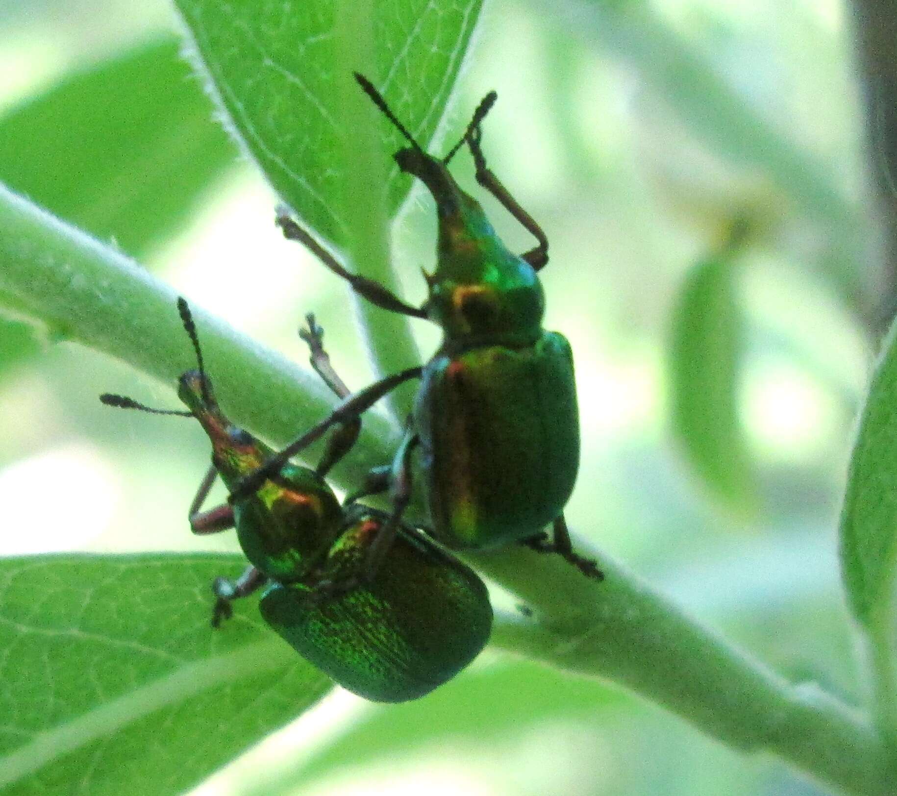 Image of poplar leaf-rolling weevil