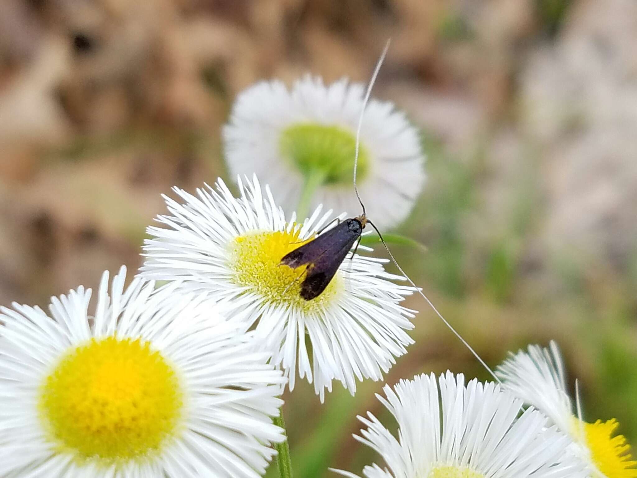 Image of Southern Longhorn Moth