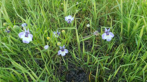 Image of doublehorn calicoflower