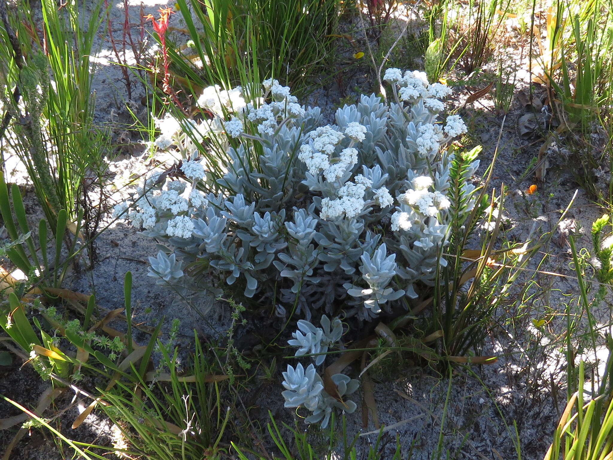 Petalacte coronata (L.) D. Don resmi