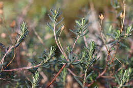 صورة Halimium umbellatum subsp. umbellatum