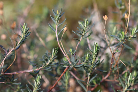 صورة Halimium umbellatum subsp. umbellatum