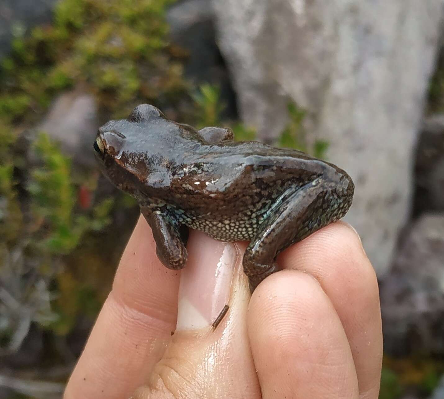 Imagem de Dendropsophus luddeckei Guarnizo, Escallón, Cannatella & Amézquita 2012