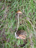 Image of Psilocybe alutacea Y. S. Chang & A. K. Mills 2006