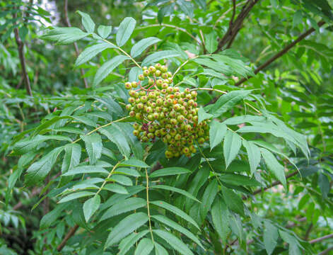 Image of Sorbus scopulina var. scopulina