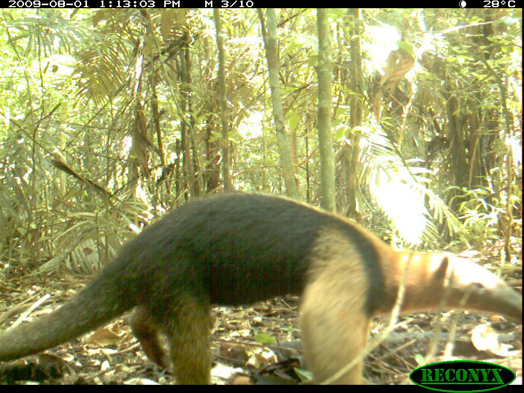 Image of Northern Tamandua