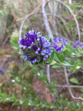 Image of Capetown pea