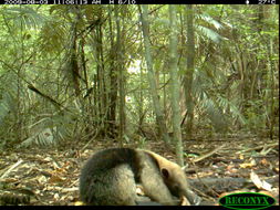 Image of Northern Tamandua