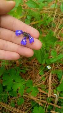 Image of Salvia prunelloides Kunth