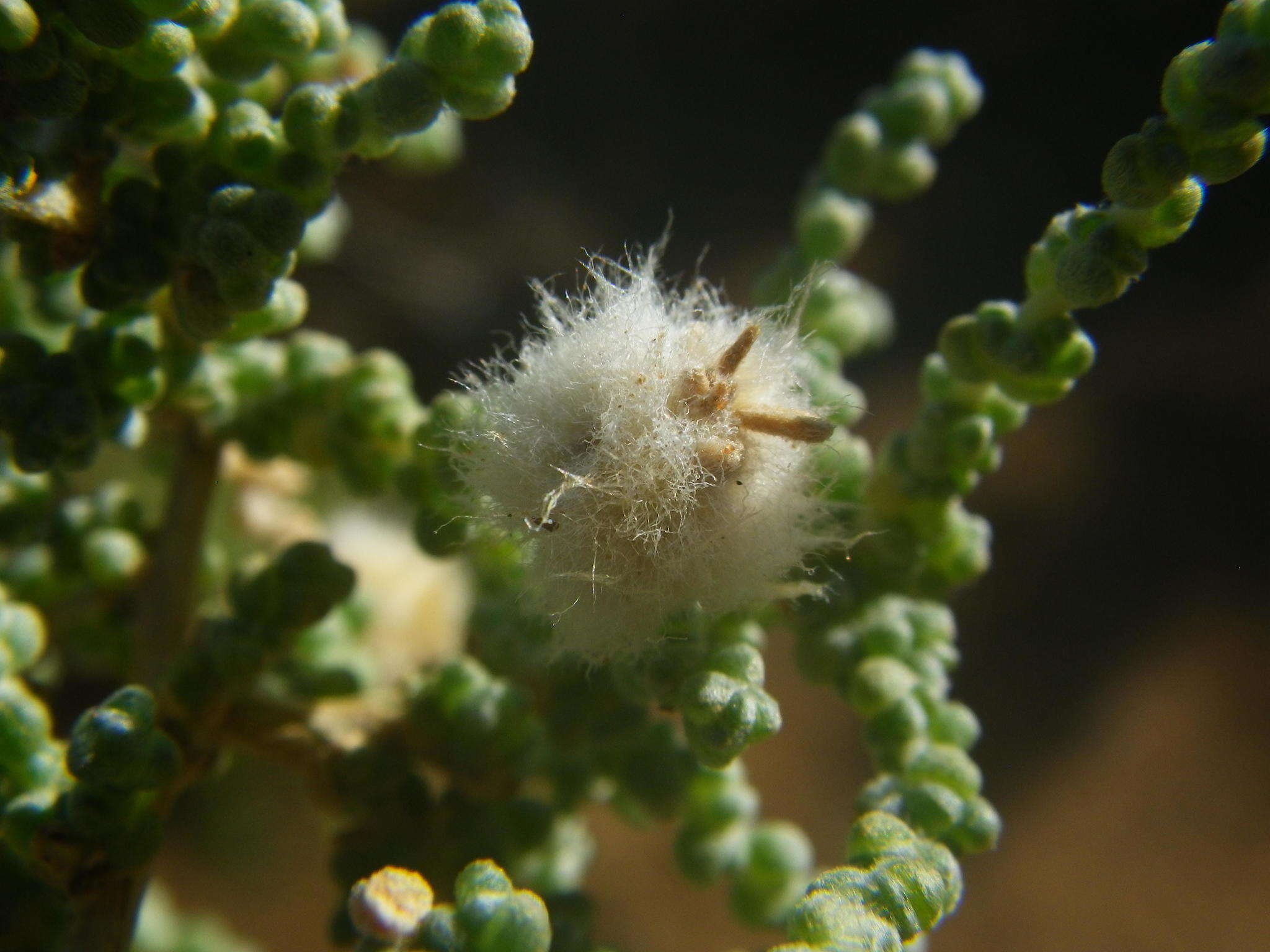 صورة Caroxylon aphyllum (L. fil.) N. N. Tzvelev