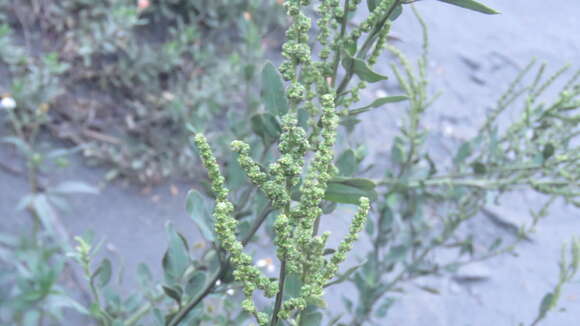 Chenopodium acuminatum Willd.的圖片