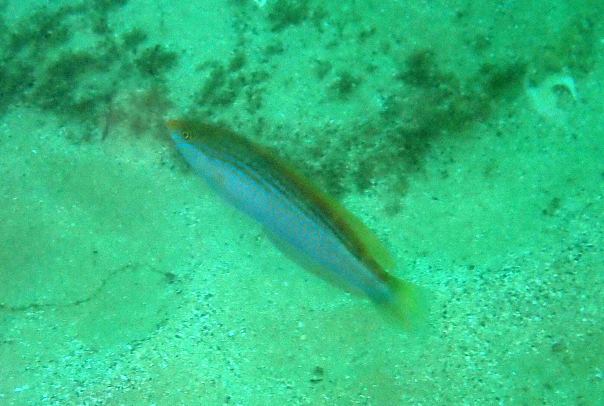 Image of Rainbow Slender Wrasse