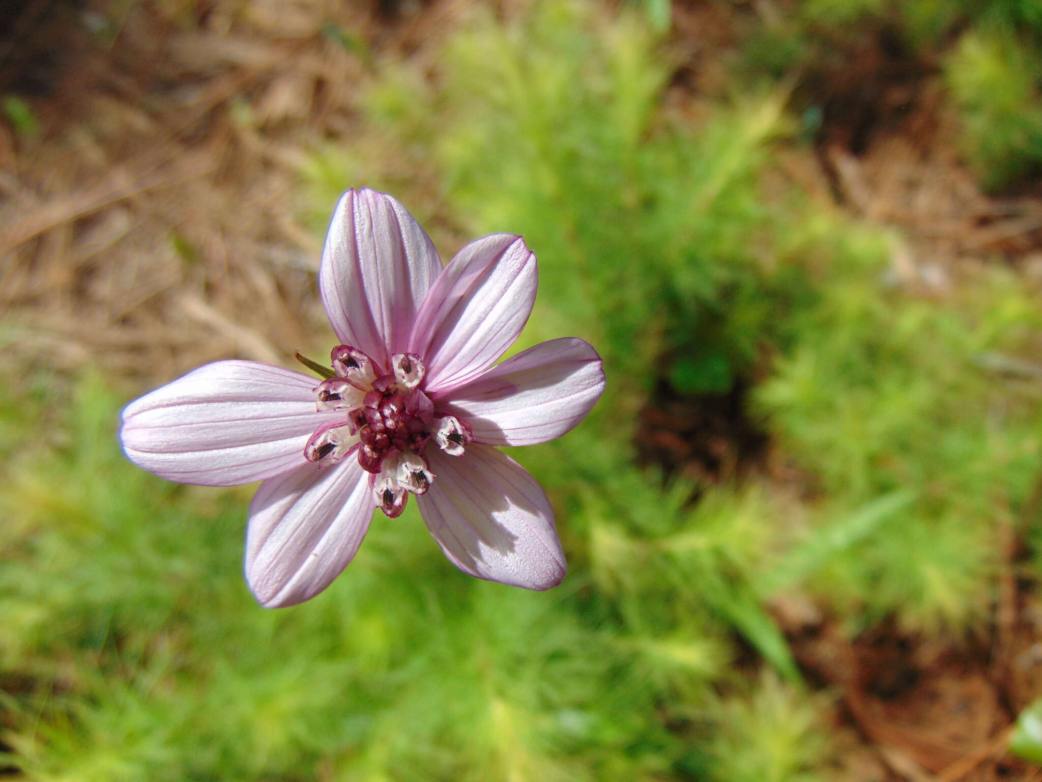 Image of Cosmos carvifolius Benth.