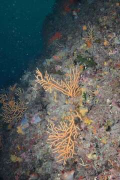 Image of yellow gorgonian