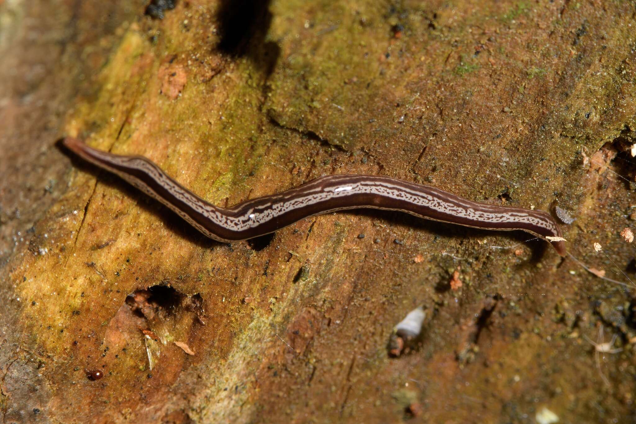 Image of Newzealandia Ogren & Kawakatsu 1991