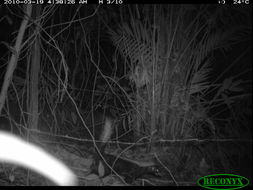 Image of Striped Skunk