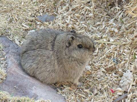 Image of Montane Guinea Pig