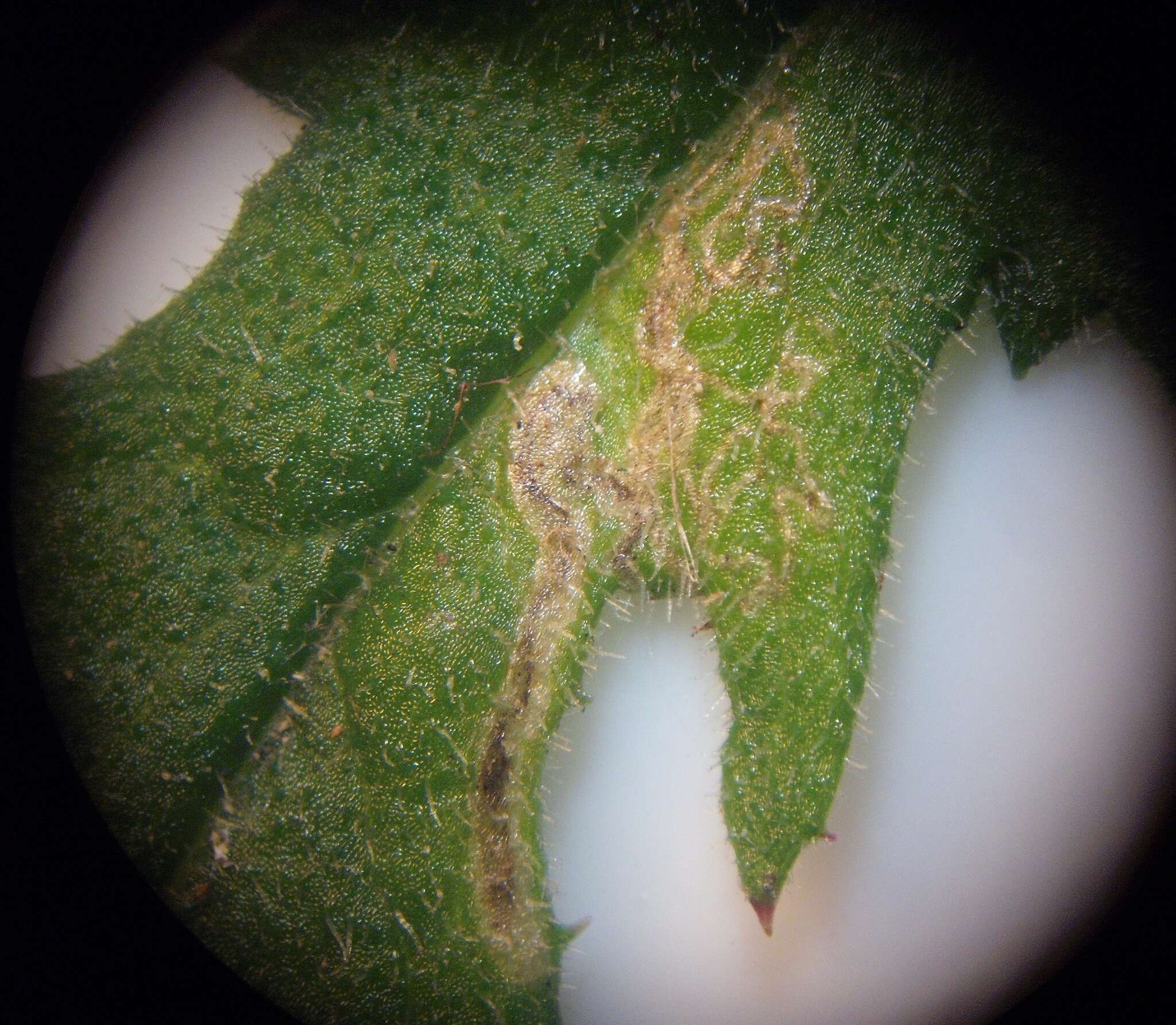 Image of Stigmella ogygia (Meyrick 1889) Dugdale 1988