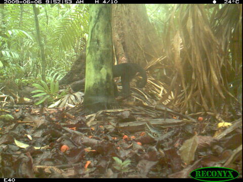 Image of white-faced capuchin