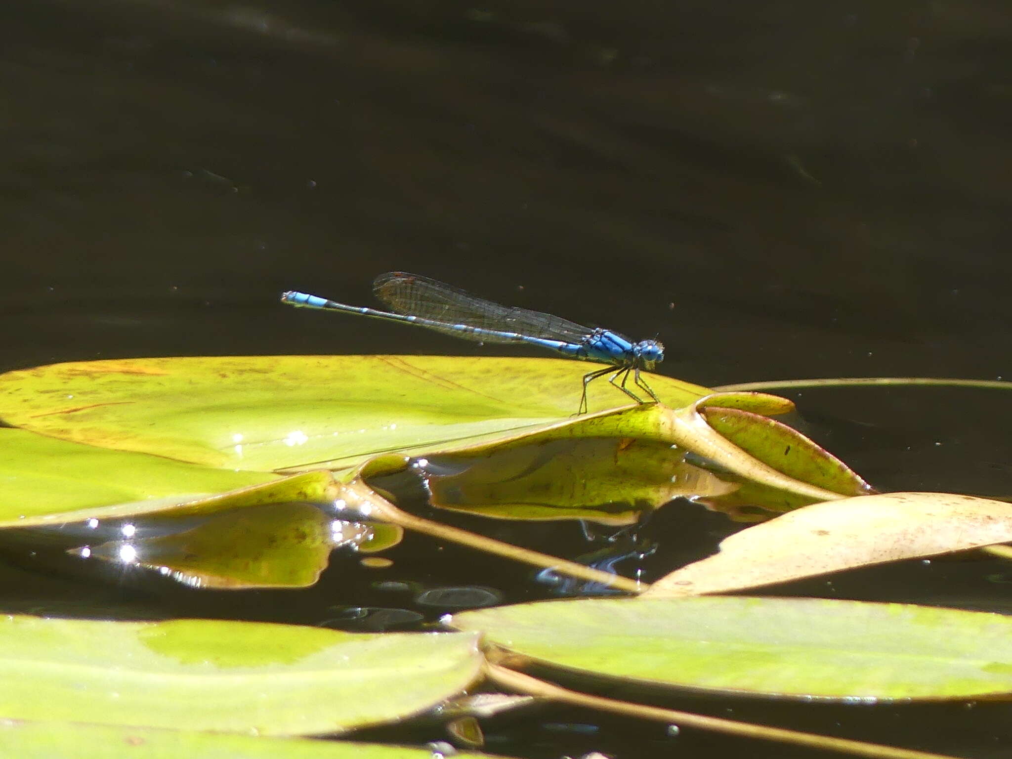 Imagem de Caliagrion billinghursti (Martin 1901)