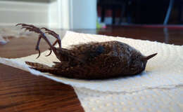 Image of Eastern Winter Wren