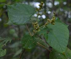 Image de Macaranga involucrata Baill.