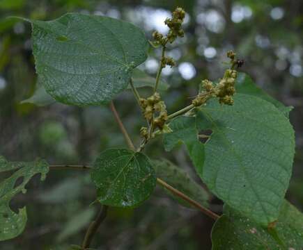 Image of Macaranga involucrata Baill.