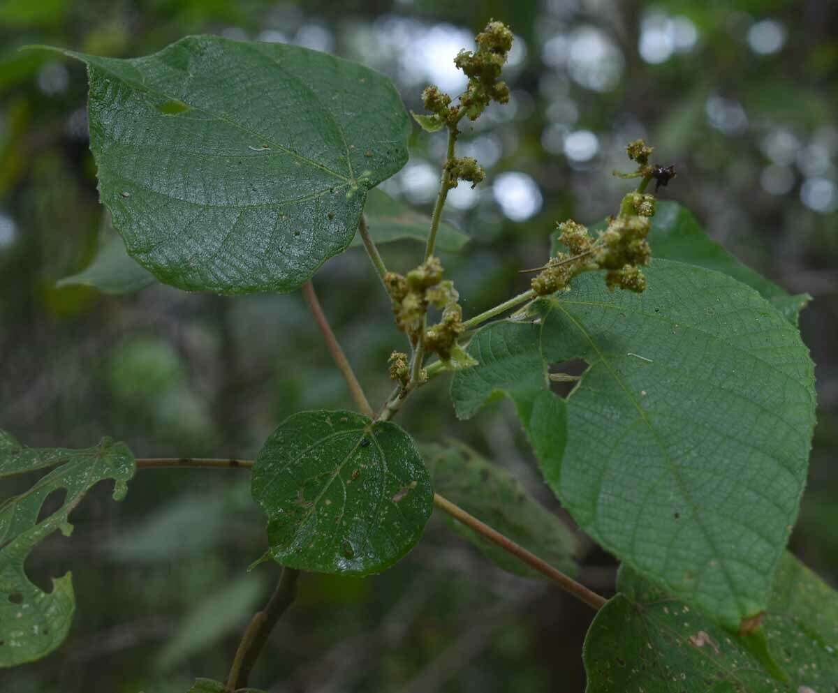 Image de Macaranga involucrata Baill.