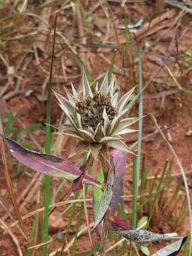 Image of Macledium zeyheri subsp. zeyheri