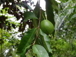 Image of wild guava