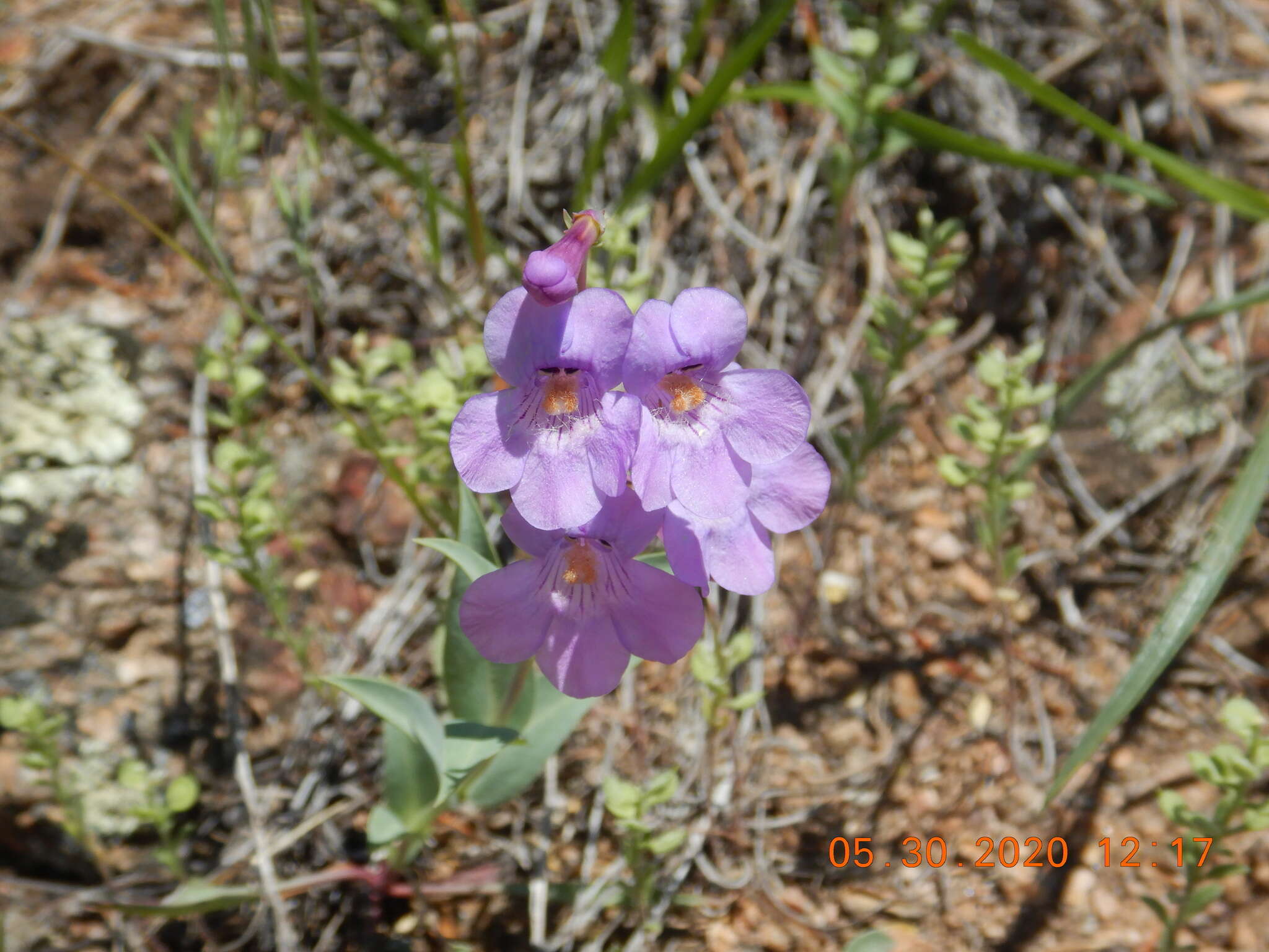 Image of sidebells penstemon