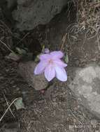 Image of Colchicum feinbruniae K. Perss.